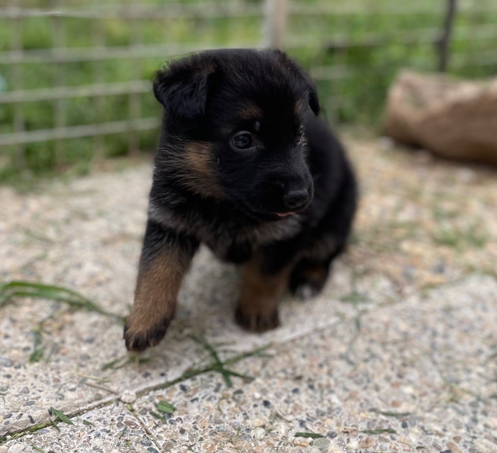 du domaine de Tanaris - Chiots disponibles - Berger Allemand