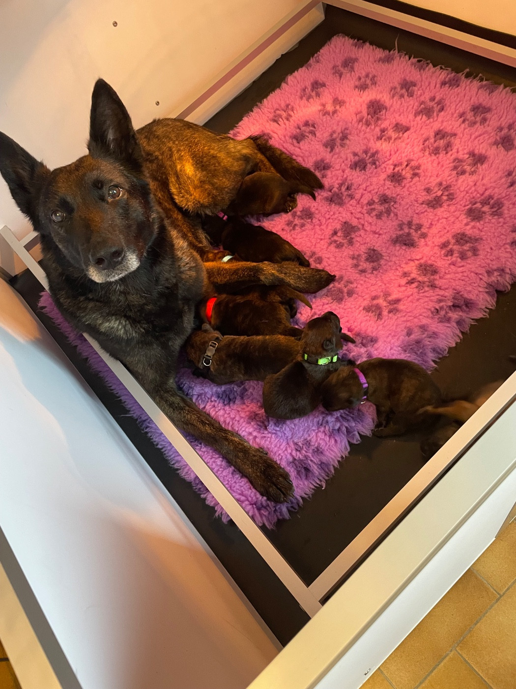 Chiot Berger hollandais du domaine de Tanaris