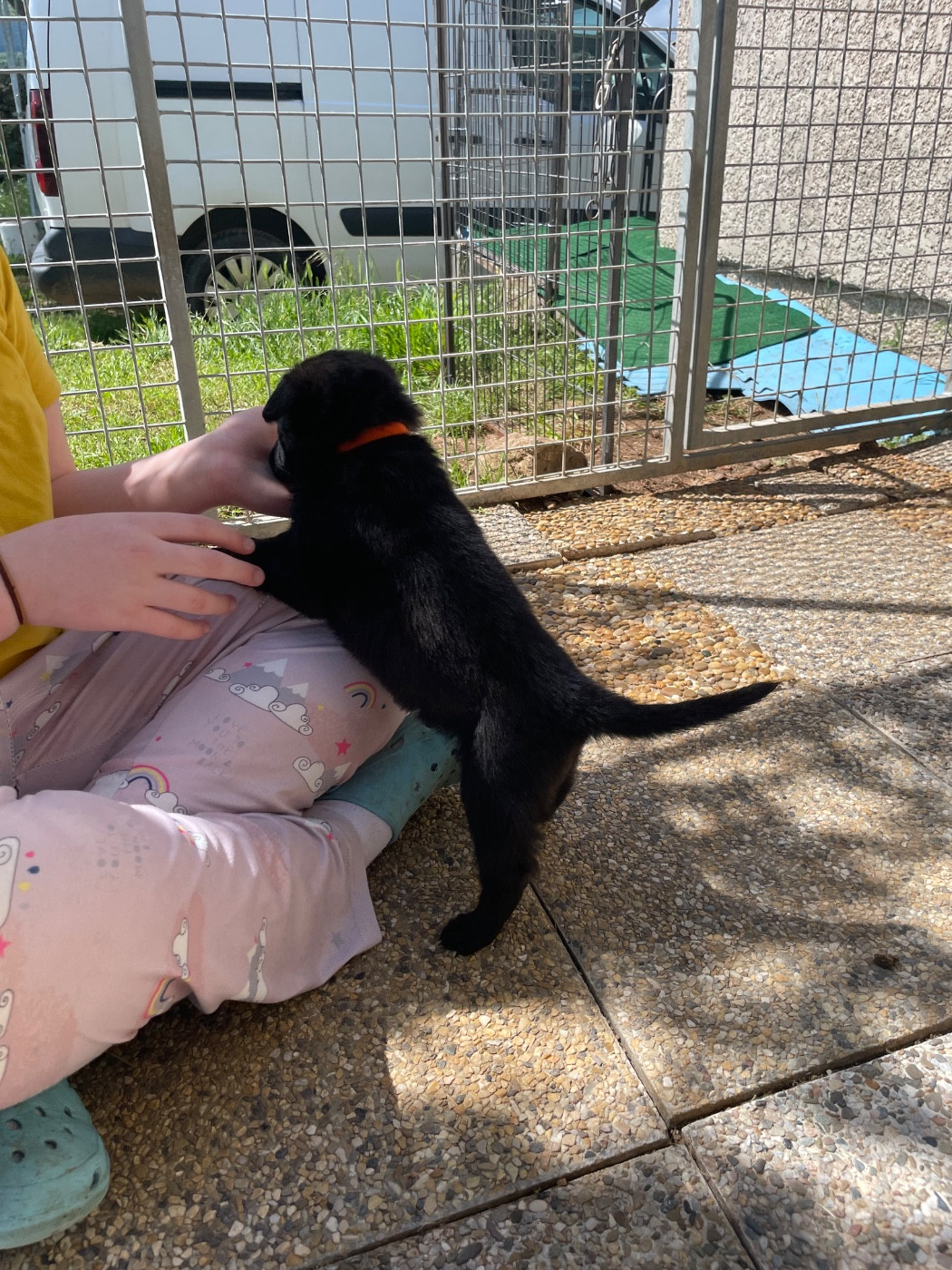 du domaine de Tanaris - Chiots disponibles - Berger hollandais