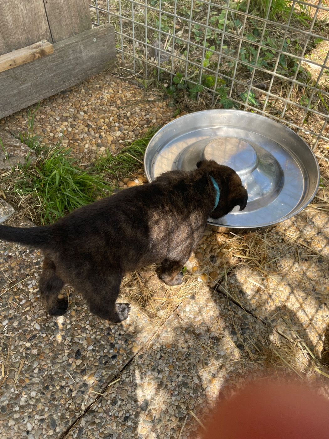 du domaine de Tanaris - Chiots disponibles - Berger hollandais