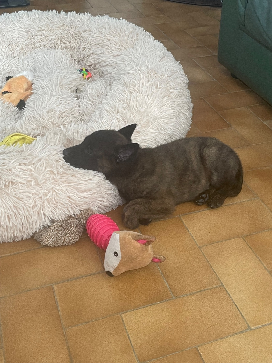 du domaine de Tanaris - Chiots disponibles - Berger hollandais
