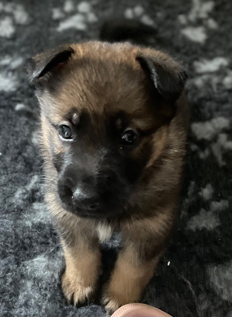 du domaine de Tanaris - Chiots disponibles - Berger Allemand