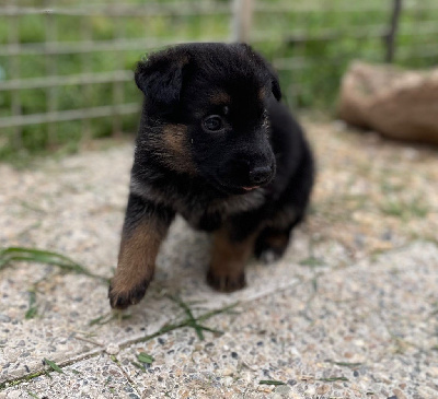 CHIOT 5