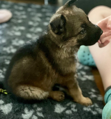 CHIOT 4