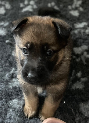 CHIOT 3