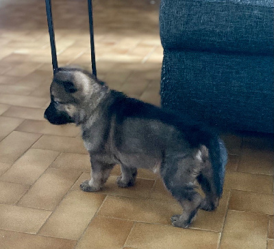 CHIOT 1