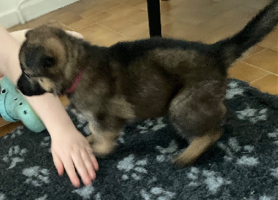 CHIOT 2