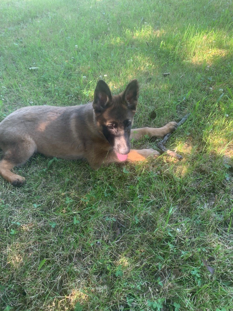 du domaine de Tanaris - Chiots disponibles - Berger Allemand